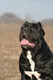 CANE CORSO 1436